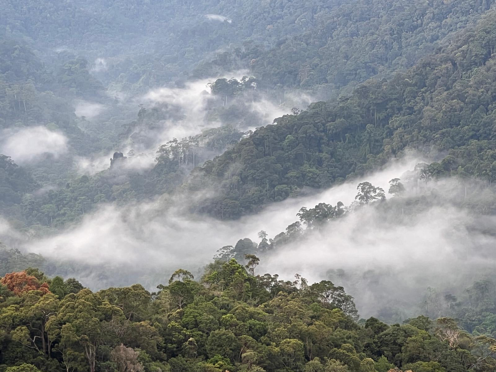 From Sustainable to Regenerative