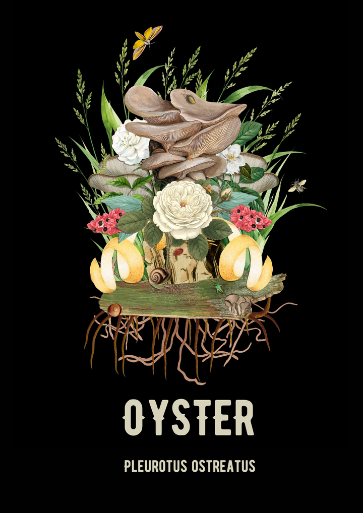 Oyster